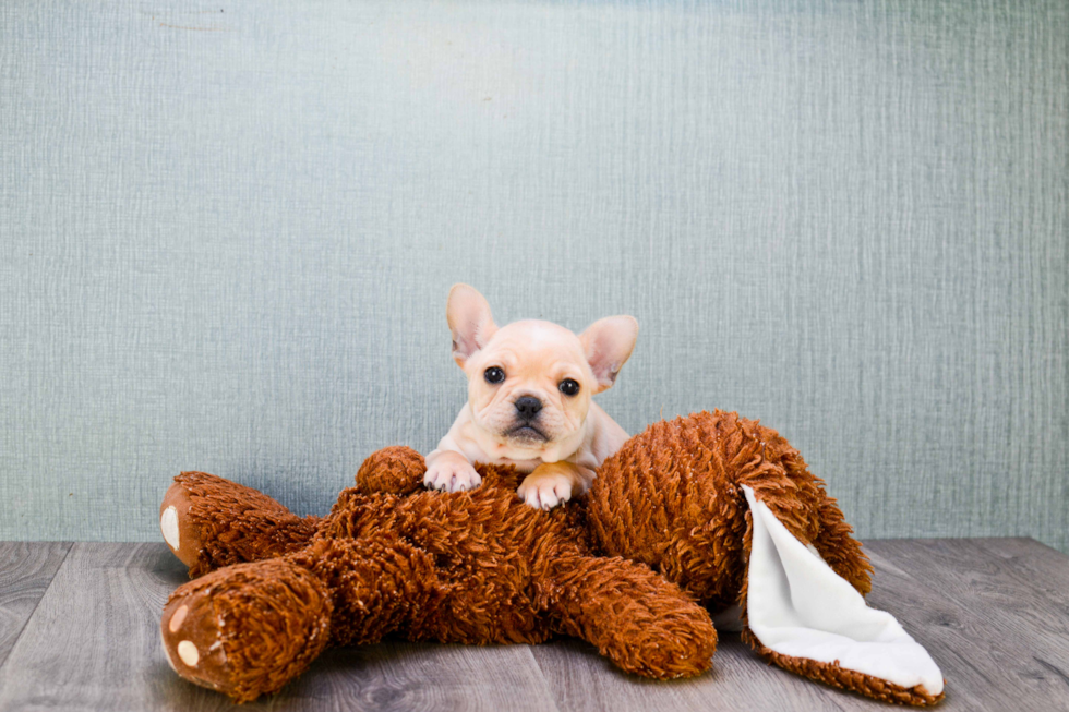 Popular French Bulldog Baby