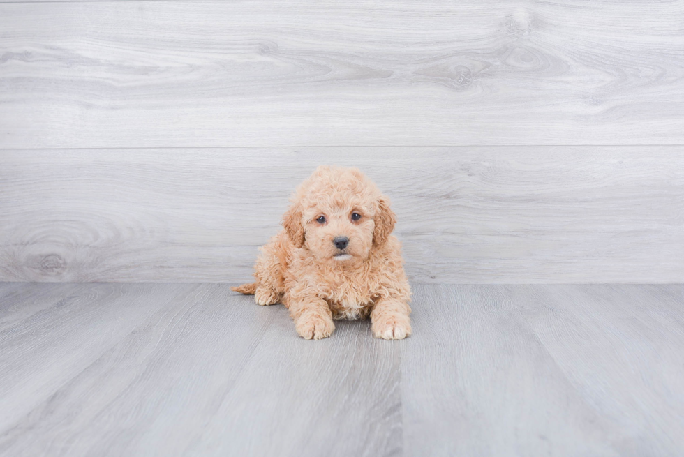 Mini Goldendoodle Pup Being Cute