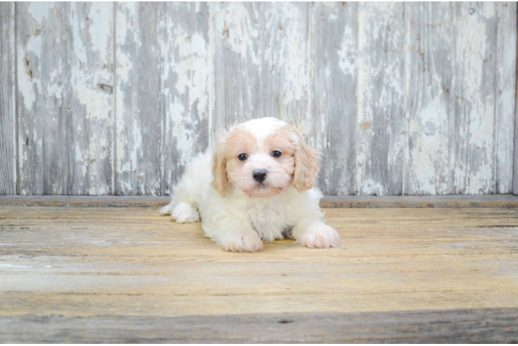 Best Cavachon Baby