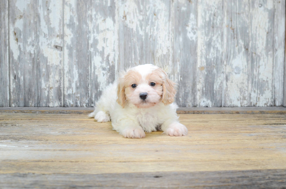 Best Cavachon Baby