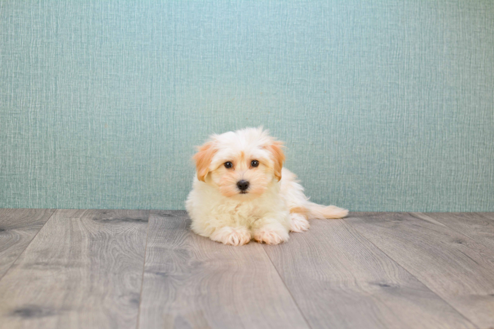 Akc Registered Havanese Baby