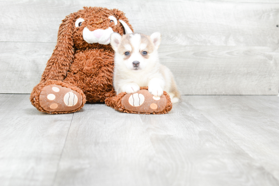 Cute Pomsky Baby