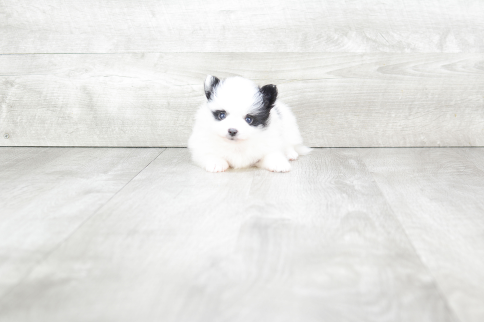 Pomeranian Pup Being Cute