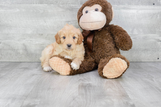 Playful Golden Retriever Poodle Mix Puppy