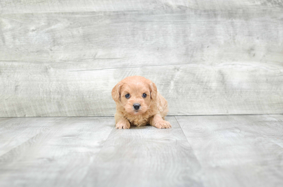 Funny Cavapoo Poodle Mix Pup