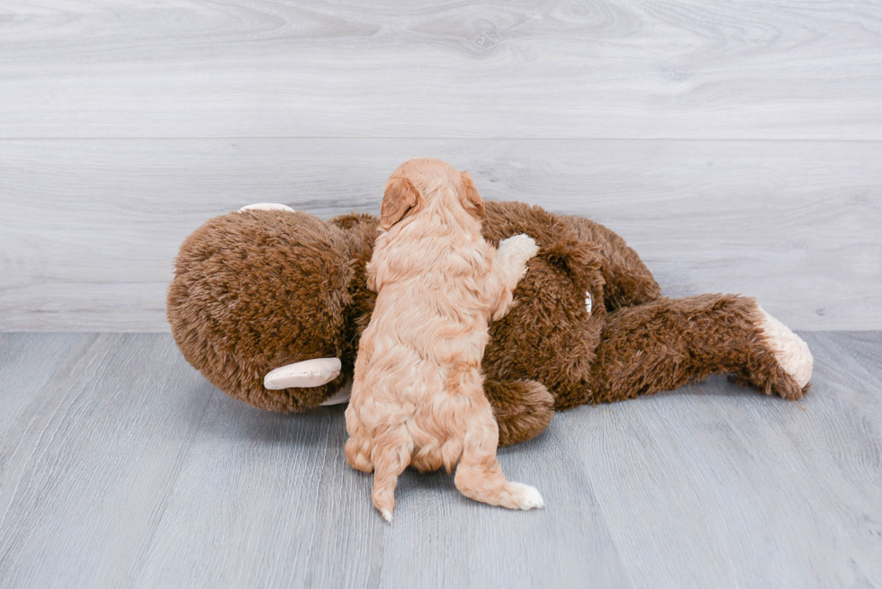 Cavachon Pup Being Cute