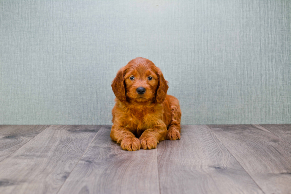 Best Mini Goldendoodle Baby