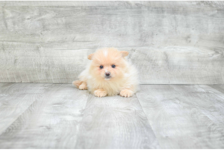 Adorable Pomeranian Purebred Puppy