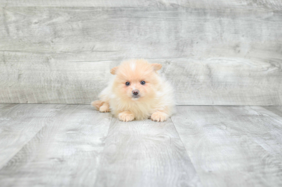 Adorable Pomeranian Purebred Puppy