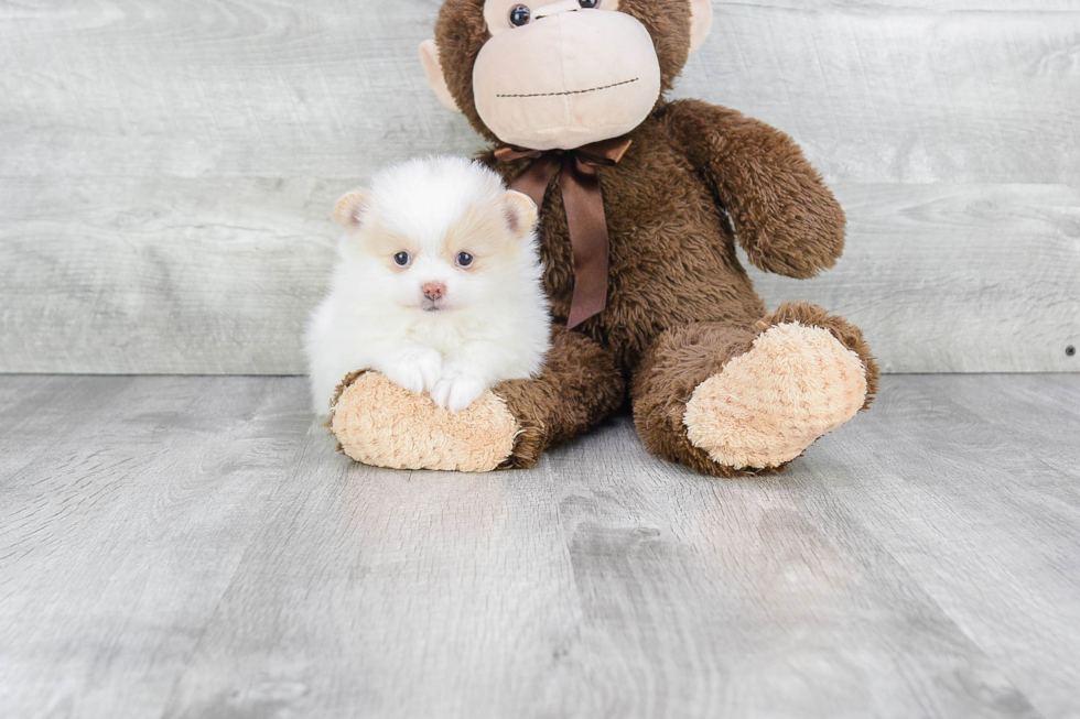 Pomeranian Pup Being Cute