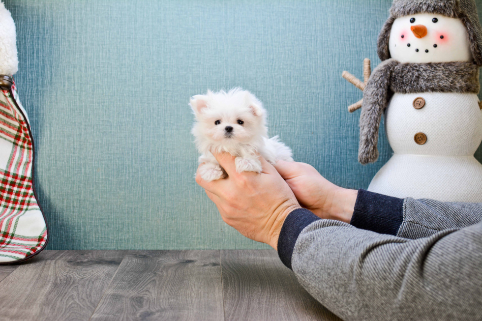 Happy Maltese Purebred Puppy