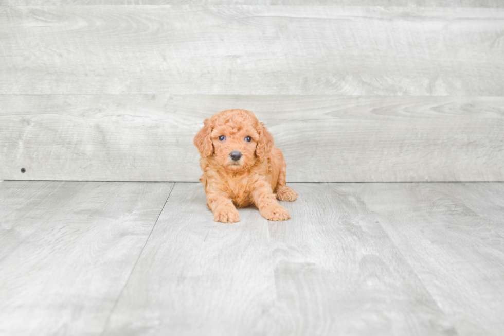 Petite Mini Goldendoodle Poodle Mix Pup