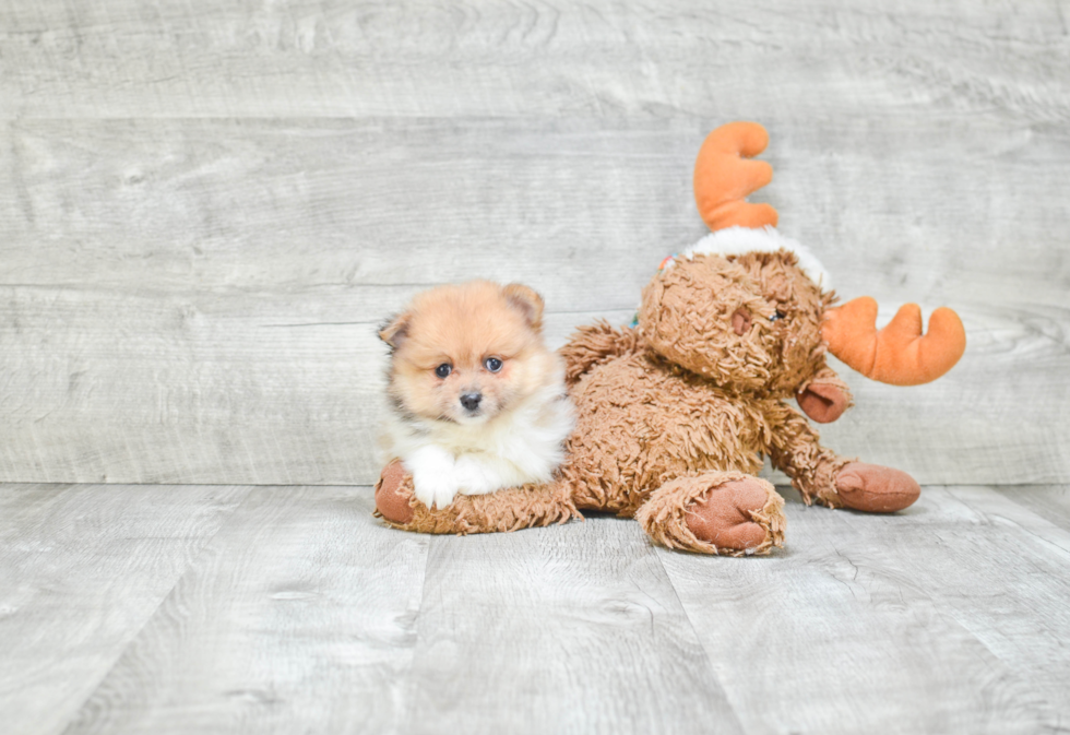 Cute Pomeranian Purebred Puppy