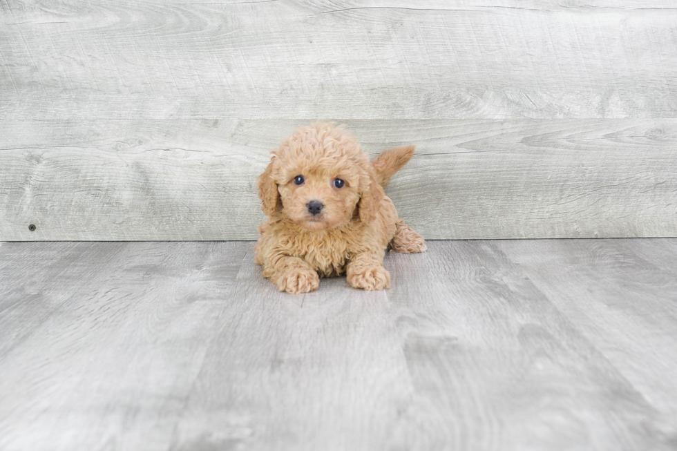 Smart Cavapoo Poodle Mix Pup
