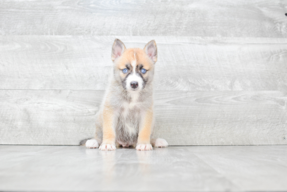 Friendly Pomsky Baby