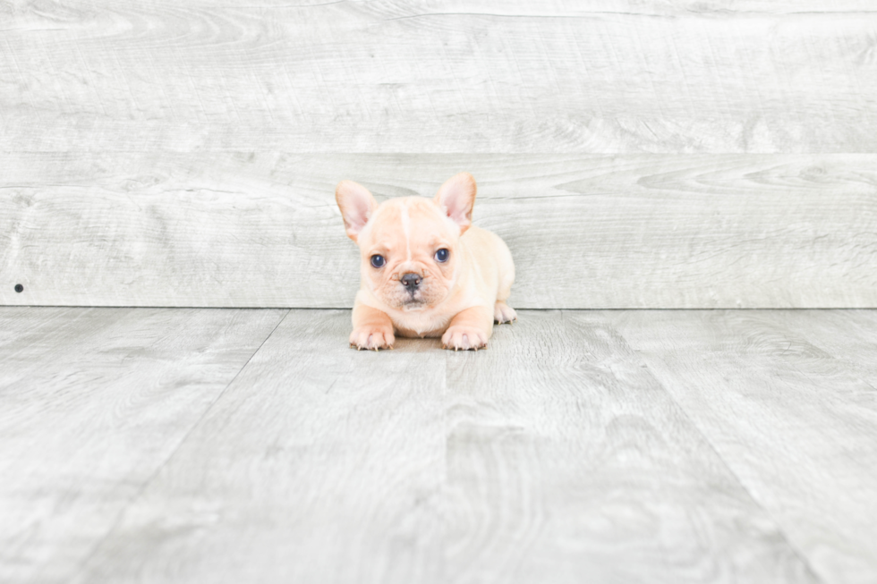 Happy Frenchie Purebred Puppy