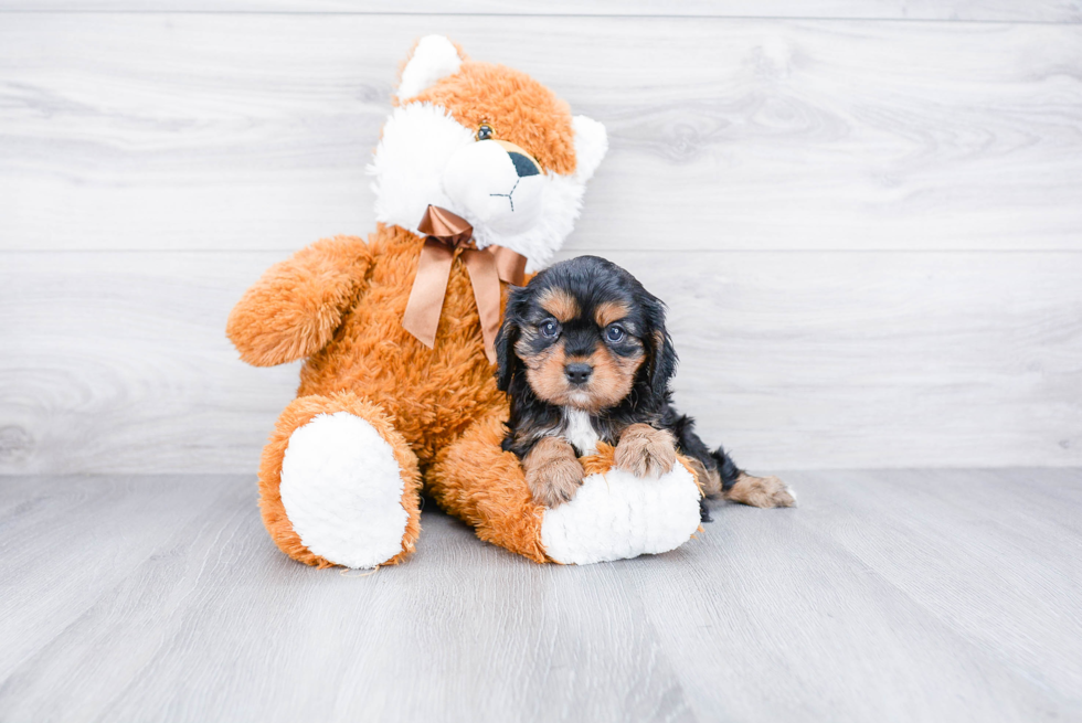 Best Cavalier King Charles Spaniel Baby