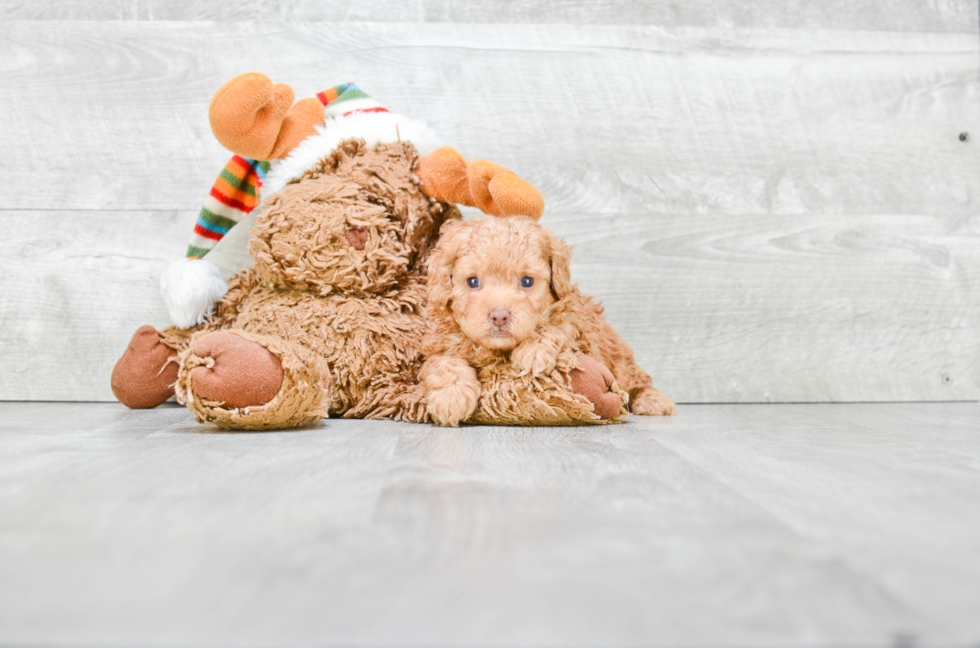 Poodle Pup Being Cute