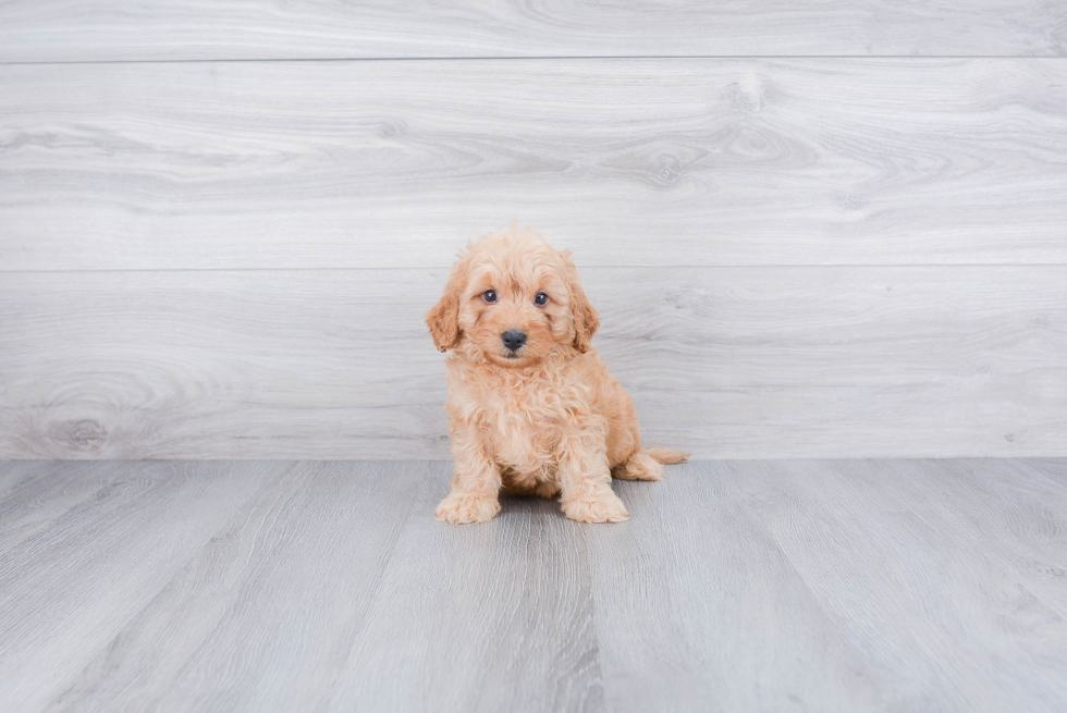 Cavapoo Puppy for Adoption