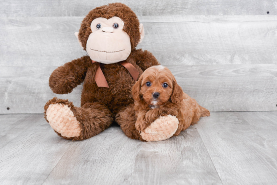 Cavapoo Pup Being Cute