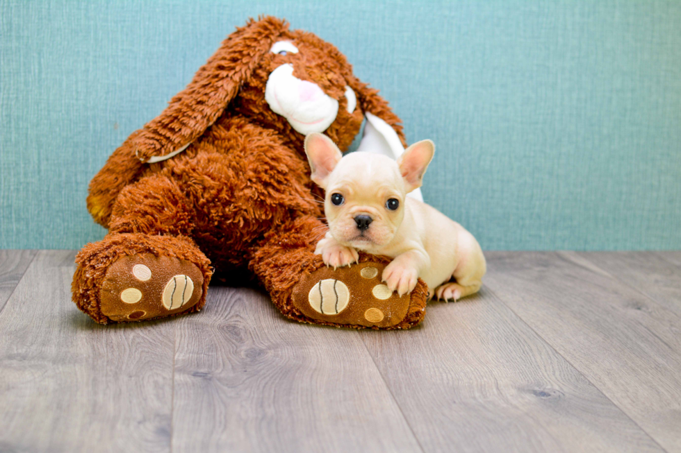 Cute Frenchie Purebred Puppy