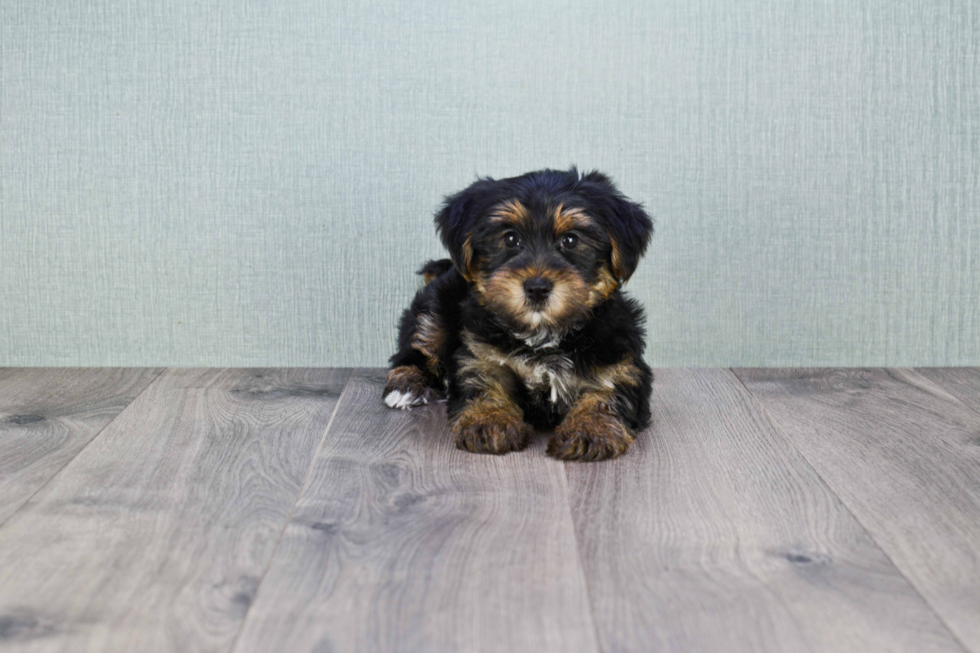 Meet Snickers - our Yorkshire Terrier Puppy Photo 