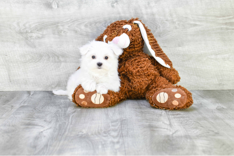 Adorable Maltese Purebred Puppy