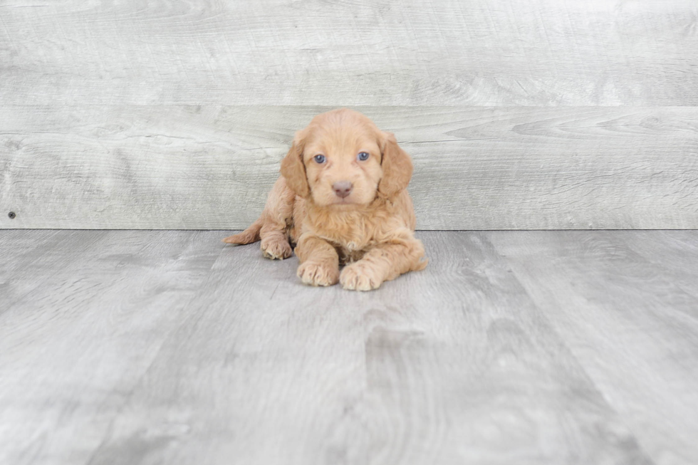 Happy Mini Goldendoodle Baby