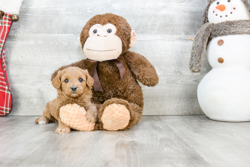 Best Cavapoo Baby