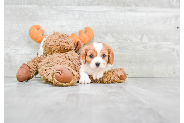 Best Cavalier King Charles Spaniel Baby