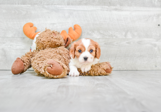 Best Cavalier King Charles Spaniel Baby