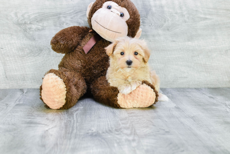 Fluffy Maltipoo Poodle Mix Pup