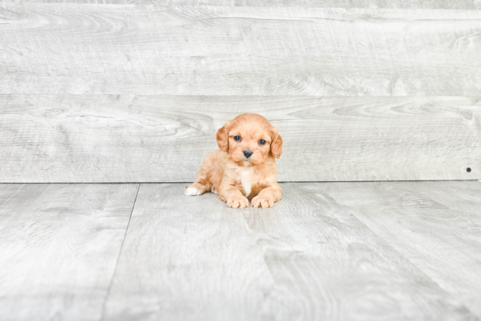 Adorable Cavoodle Poodle Mix Puppy