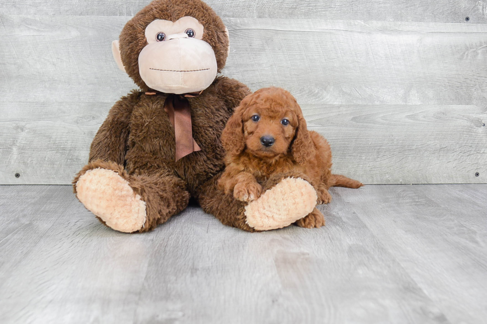 Mini Goldendoodle Pup Being Cute