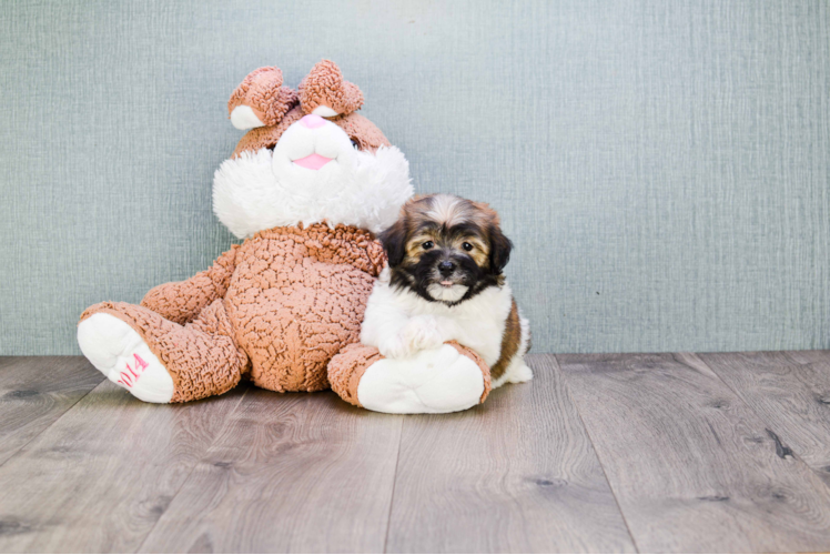 Best Havanese Baby