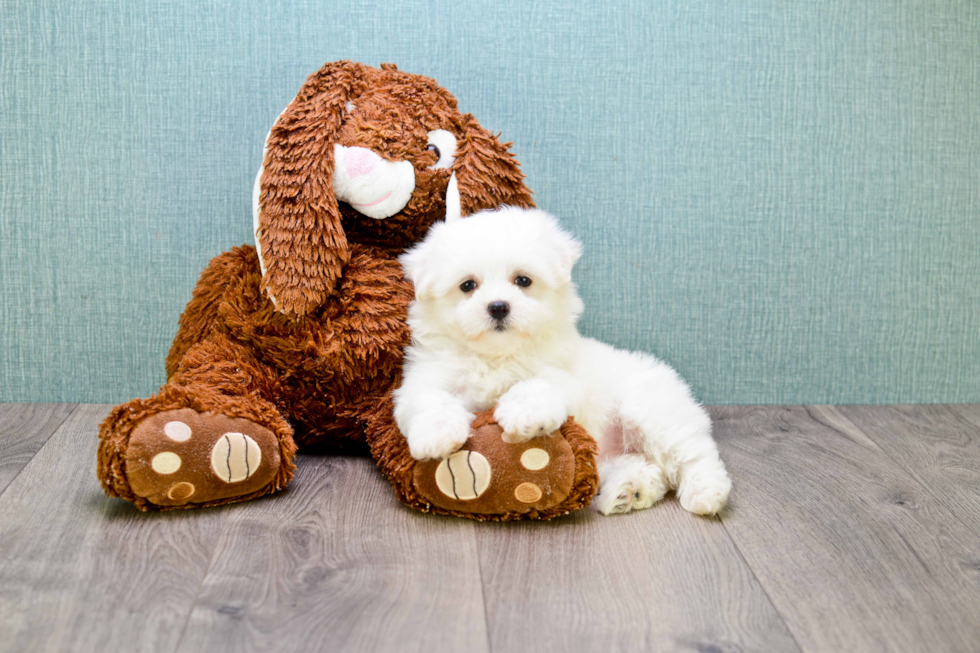 Maltese Pup Being Cute