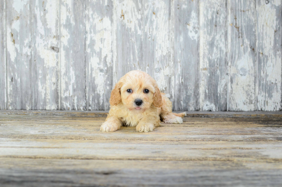 Little Cavoodle Poodle Mix Puppy