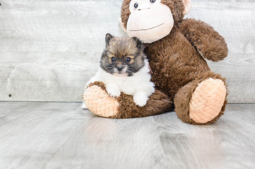 Cute Pomeranian Purebred Puppy