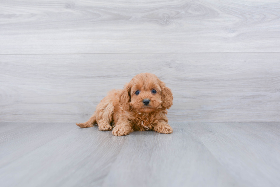 Best Cavapoo Baby