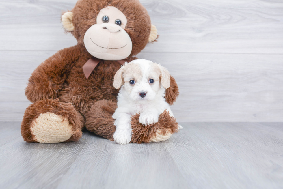 Best Cavachon Baby