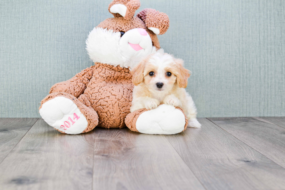 Cavachon Puppy for Adoption