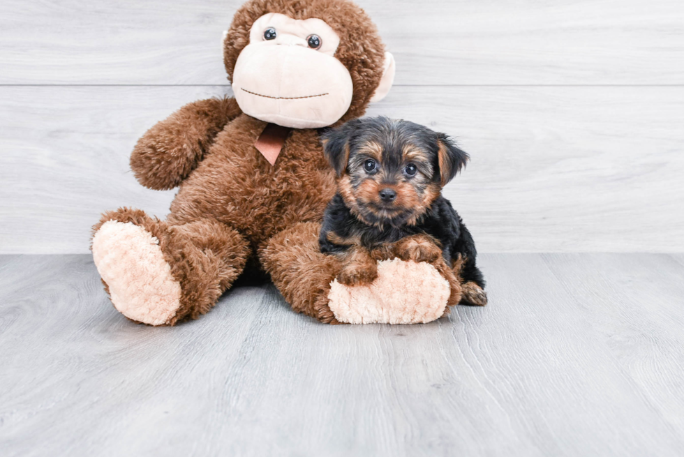 Meet Rascal - our Yorkshire Terrier Puppy Photo 