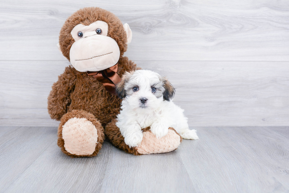 Hypoallergenic Shitzu Designer Puppy