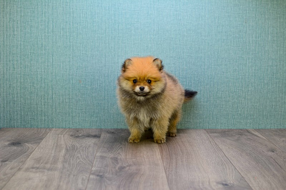 Best Pomeranian Baby