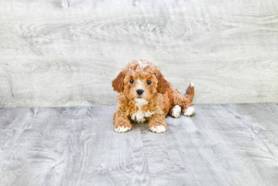 Energetic Cavoodle Poodle Mix Puppy