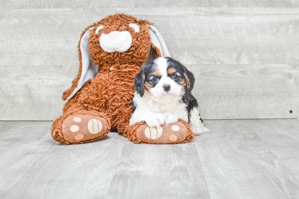 Hypoallergenic Cavalier King Charles Spaniel Purebred Pup