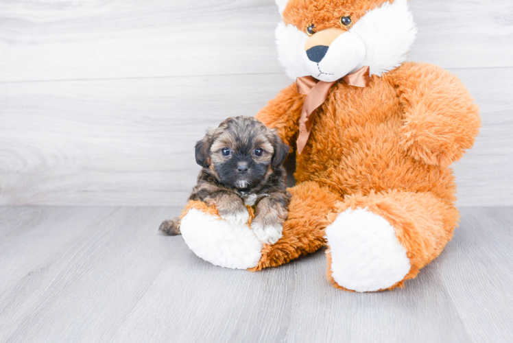 Fluffy Teddy Bear Designer Pup
