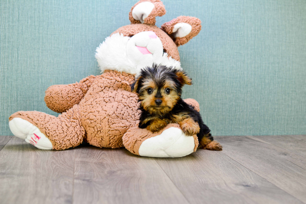 Meet Jeremy - our Yorkshire Terrier Puppy Photo 