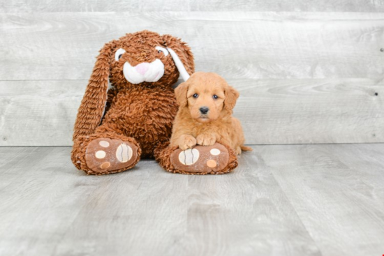 Mini Goldendoodle Puppy for Adoption