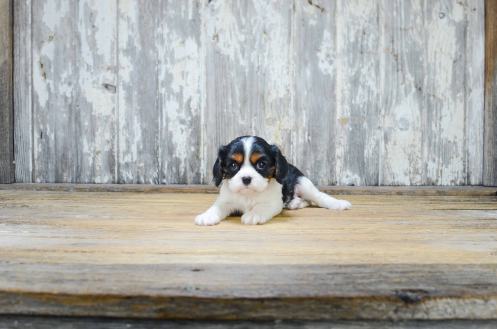 Popular Cavalier King Charles Spaniel Purebred Pup